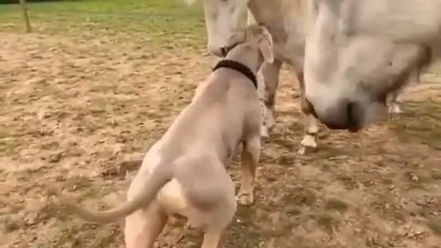 🐶Unusual friendships🐴