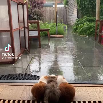 Rainy day hamsters
