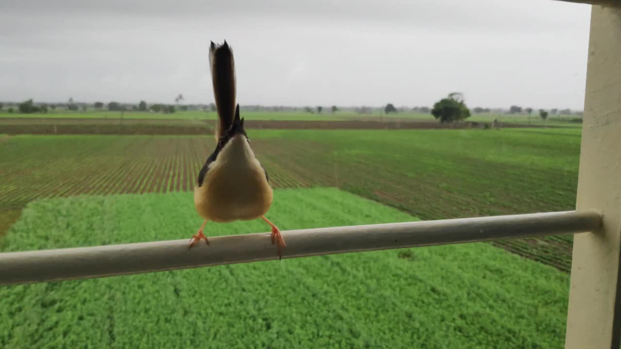 The coolest birds