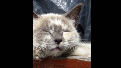 My cat was very tired and decided to sleep