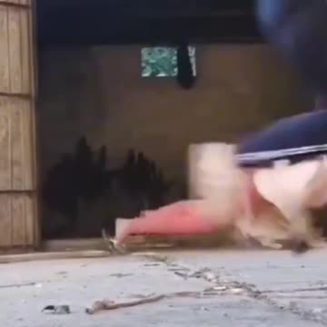 "A Tail of Mishaps: The Hilarious Encounter Between a Girl, a Snake, and a Playful Dog!"