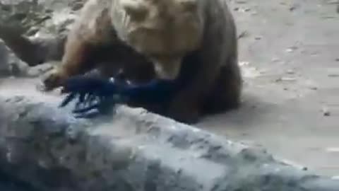 Bear saves bird from drowning