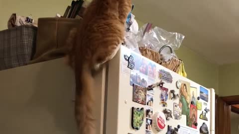 Cat jumping - Rudy's style