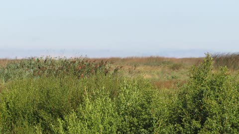 Stalking Cow Elk on Windy Day