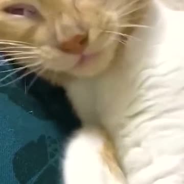 How funny is cat sleeping 😆