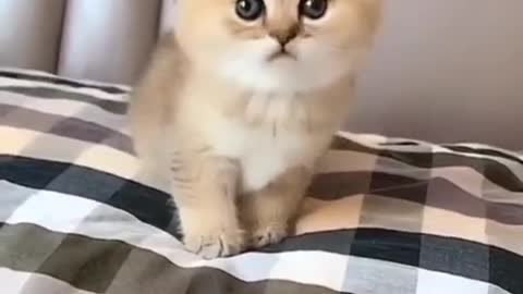 OMG So Cute 😍 Best Funny Cats