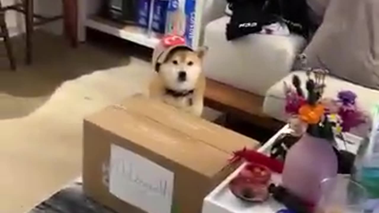 Mini Wage Shiba Tries to Steal Customer's Change