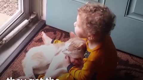 Cats and kid playing cuddling and growing up to gather