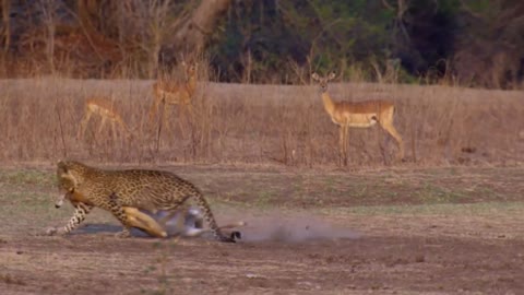 Leopard against antelope, crocodile, lion, hyena, giraffe! African leopard in action!