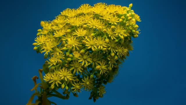 Watch how the plant blooms at sunset