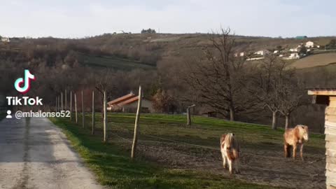 حصان الجبل