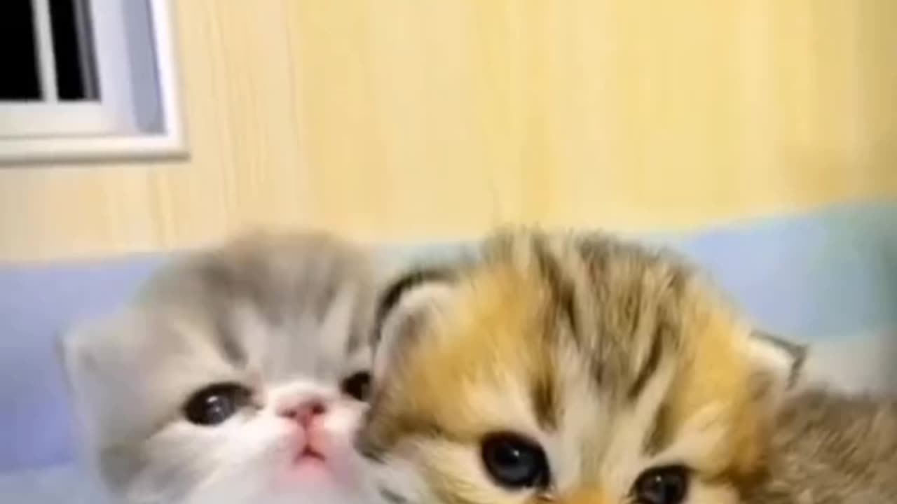 Baby cats