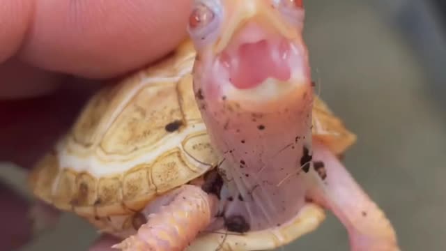 Cute new born Turtle baby so cute