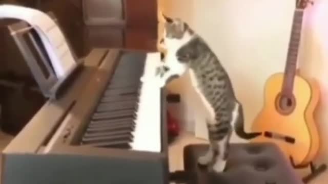 Kitten playing a well-known musical rhythm on the piano