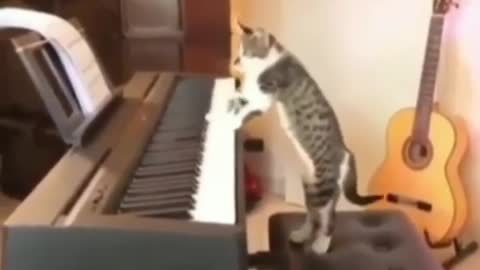 Kitten playing a well-known musical rhythm on the piano