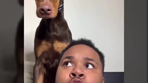 Hilarious Doberman