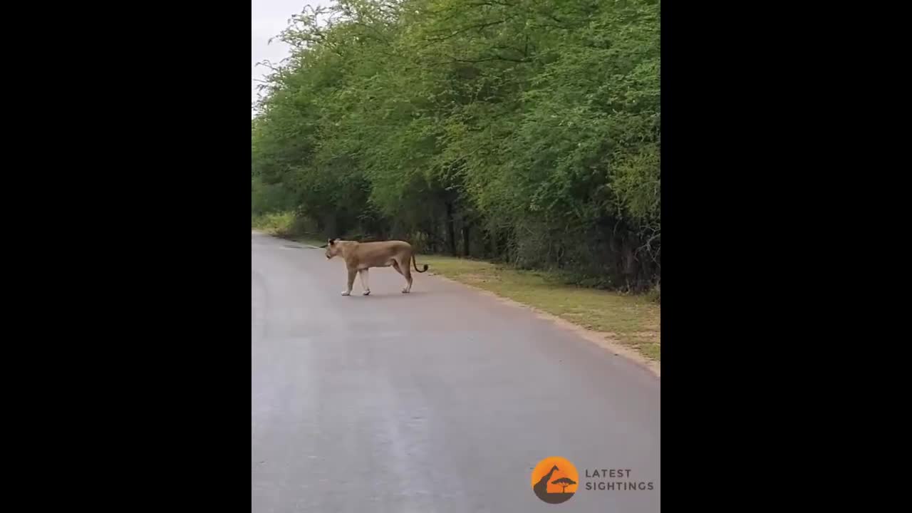 Lion Attacks Leopard in Road