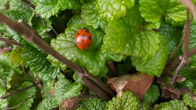 Ladybug