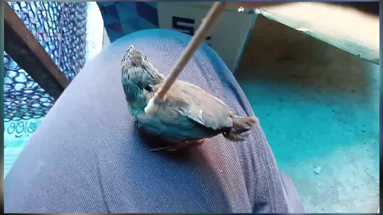 My rescue friend bird 🕊️ 🐦