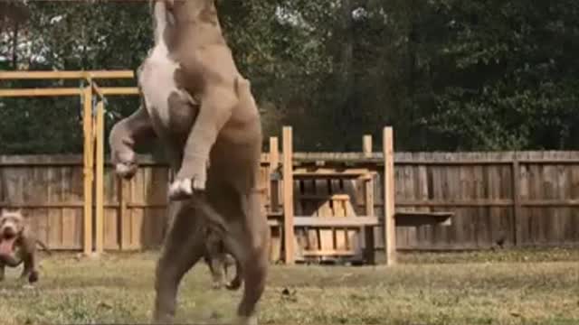 Top Five (5) American Bully MUSCLE Training Exercises That Will Get Your Dog MUSCULAR!! #dogtraining