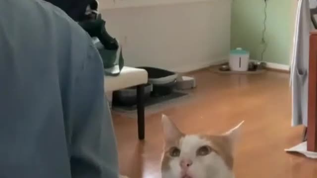 funny cats compilation I dare you to laugh. #2