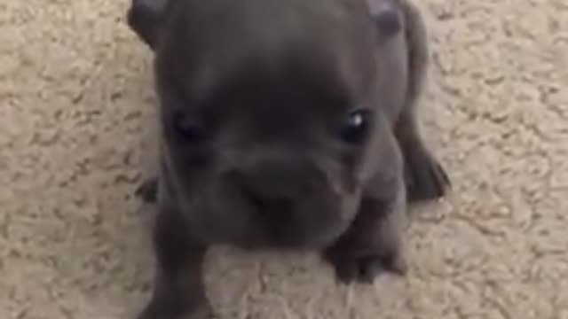 Adorable Frenchie puppy yelling to be held 2