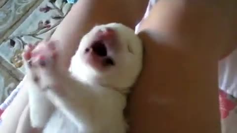 cute puppy