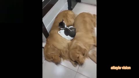 Funny Cats and Dogs Clip