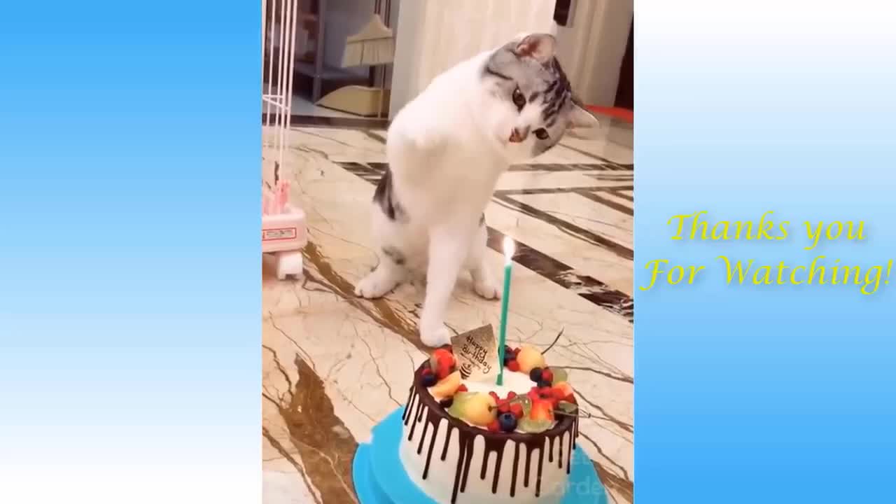 Funny and Cute Cat's Life 👯Celebrate Own Birthday 😺 Cats And Owners Are The Best Friends Videos