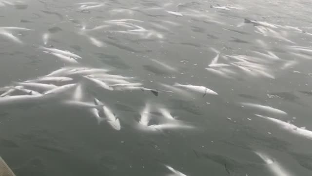 Thousands of Rockfish Didn’t Make It Through the Snow Storm