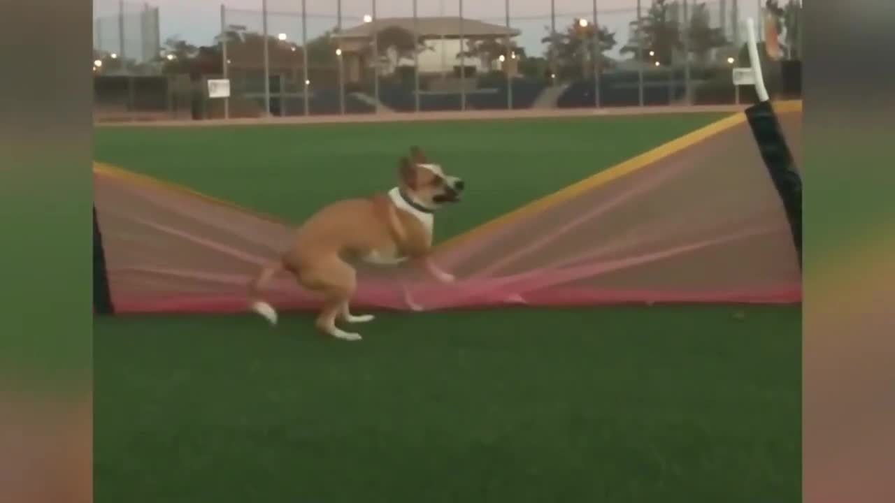 Funny and Crazy pets with there owners