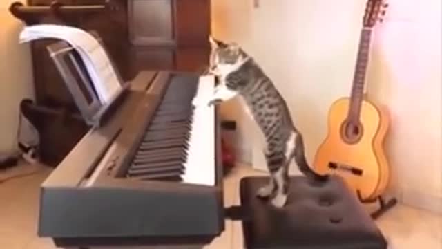 Cat playing piano, very funny