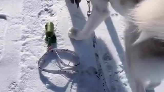 She said no breaks on walks
