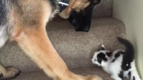 Helpful Pup Carries Foster Kittens Upstairs