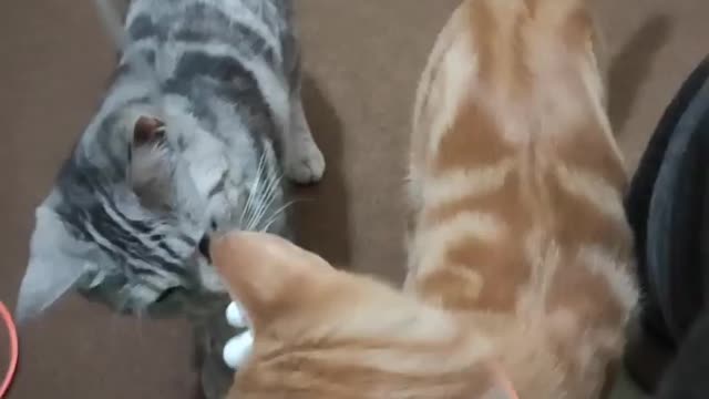 Smoky and Simba playing