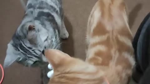 Smoky and Simba playing