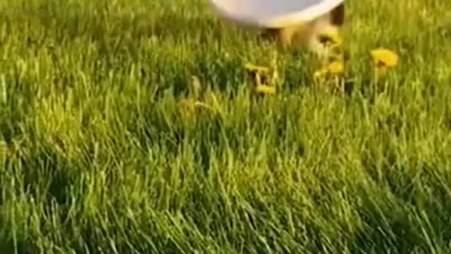 dog best video fanny dog dog lover