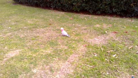 Tame galah