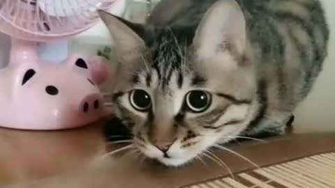 Very cute funny cat