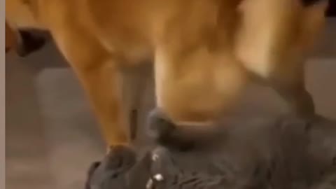 Funny dog 🐕 and cat 🐈