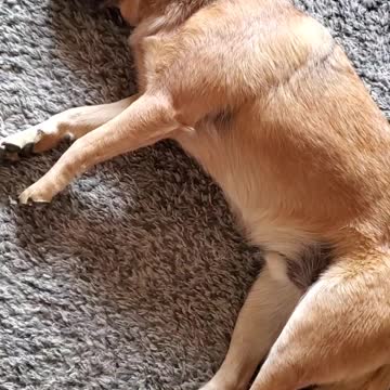 Cattle dog being very dramatic