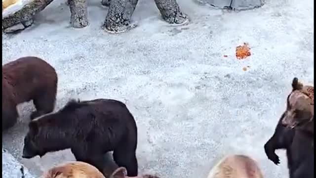 This group of bears is standing here hoping that visitors will give them food