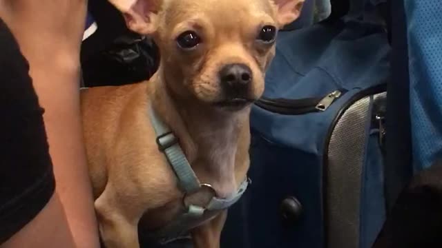 Small dog with blue harness sitting on lap stares at guy