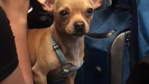 Small dog with blue harness sitting on lap stares at guy