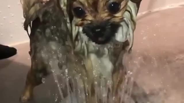 Give me a like, watch the dog take a bath