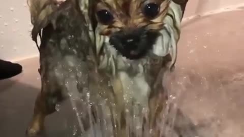 Give me a like, watch the dog take a bath