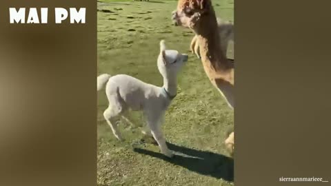 Funniest Animal Videos 😂
