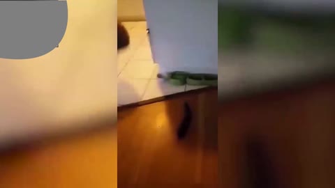 Cats get scared by cucumber - very funny - 2021