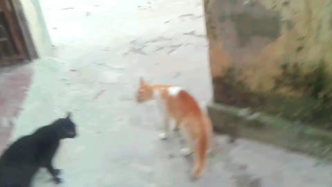 🐈😹Angry cats fighting video | Angry cat sound Elusive Video!