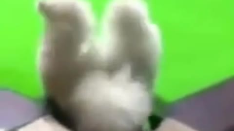 Cute Animals Taking Tumbles Try Not to Laugh